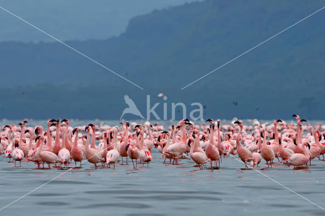 Lesser Flamingo (Phoeniconaias minor)