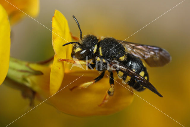 Kleine harsbij (Anthidium strigatum)