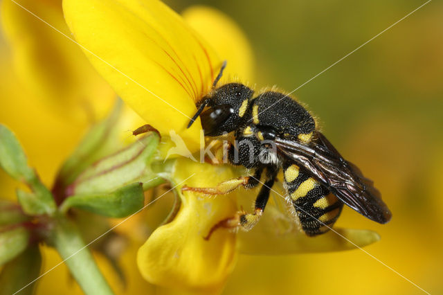 Kleine harsbij (Anthidium strigatum)