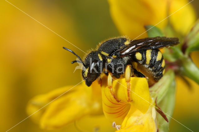 Resin bee (Anthidium strigatum)