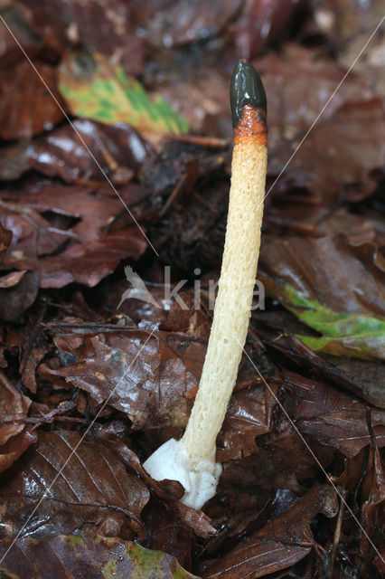 Dog Stinkhorn (Mutinus caninus)