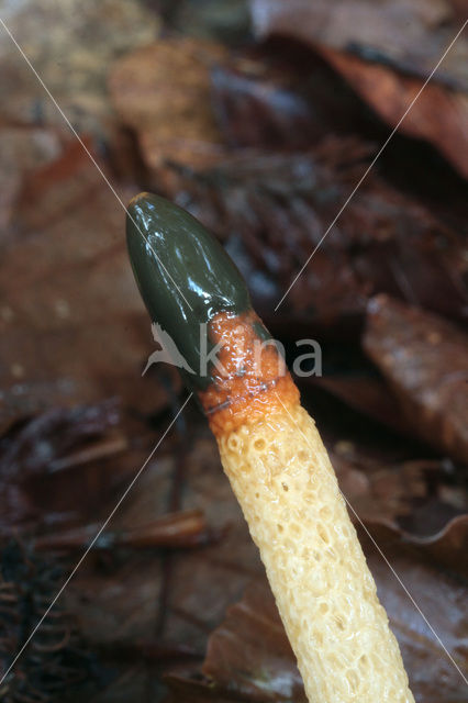 Dog Stinkhorn (Mutinus caninus)