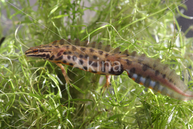 Smooth Newt (Triturus vulgaris)