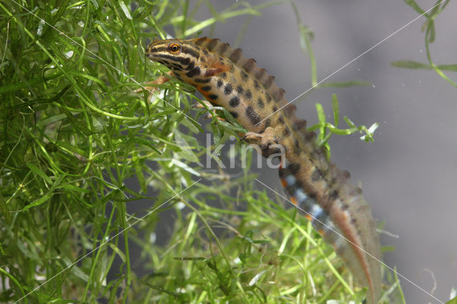 Smooth Newt (Triturus vulgaris)