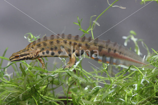 Kleine watersalamander (Triturus vulgaris)