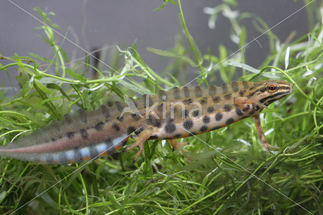 Smooth Newt (Triturus vulgaris)