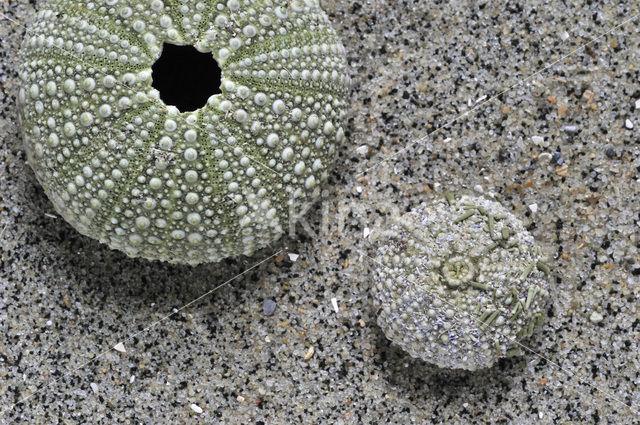 Shore sea urchin (Psammechinus miliaris)