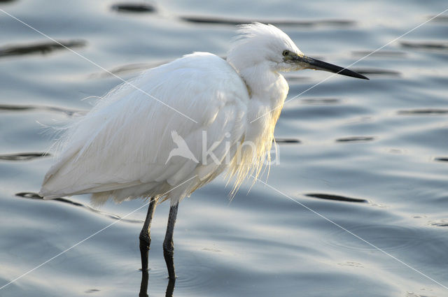Kleine Zilverreiger (Egretta garzetta)