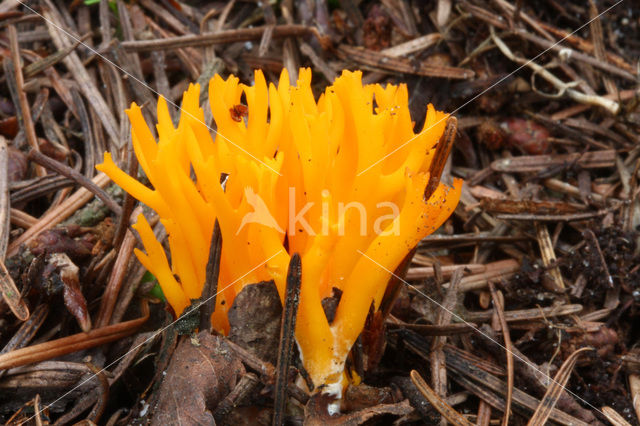 Kleverig koraalzwammetje (Calocera viscosa)