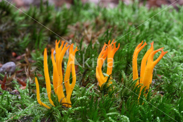 Kleverig koraalzwammetje (Calocera viscosa)