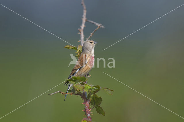 Kneu (Carduelis cannabina)