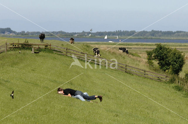 Cow (Bos domesticus)