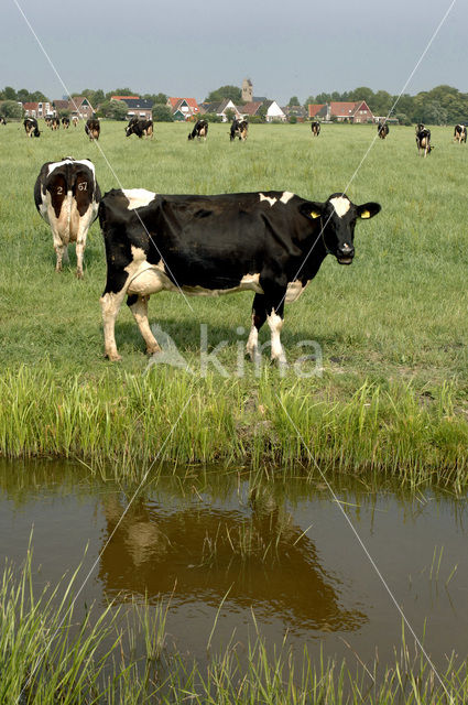 Koe (Bos domesticus)