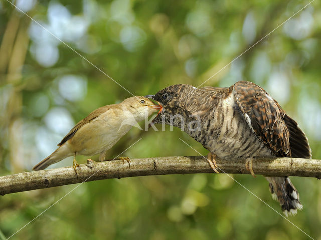 Common Cuckoo (Cuculus canorus)