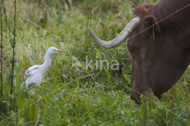 Koereiger (Bubulcus ibis)