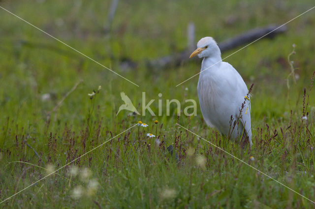 Koereiger (Bubulcus ibis)