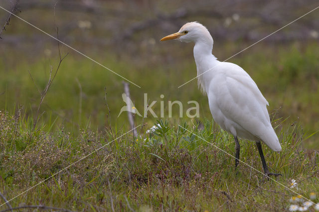 Koereiger (Bubulcus ibis)