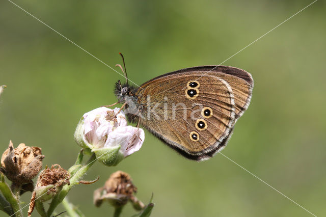Ringlet (Aphantopus hyperantus)
