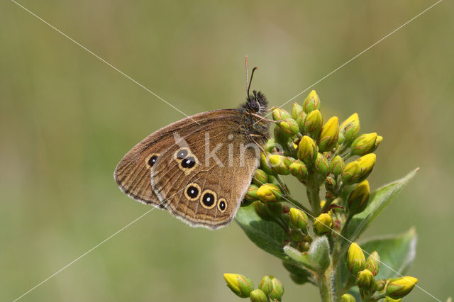 Ringlet (Aphantopus hyperantus)