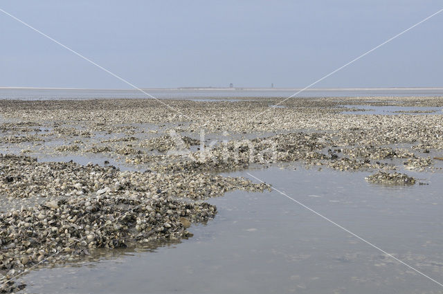 Kokkel (Cerastoderma marina)