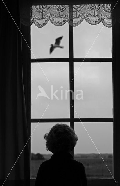 Black-headed Gull (Larus ridibundus)