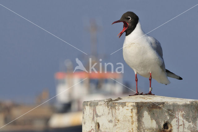 Black-headed Gull (Larus ridibundus)