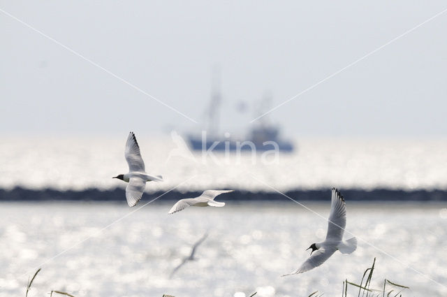 Black-headed Gull (Larus ridibundus)