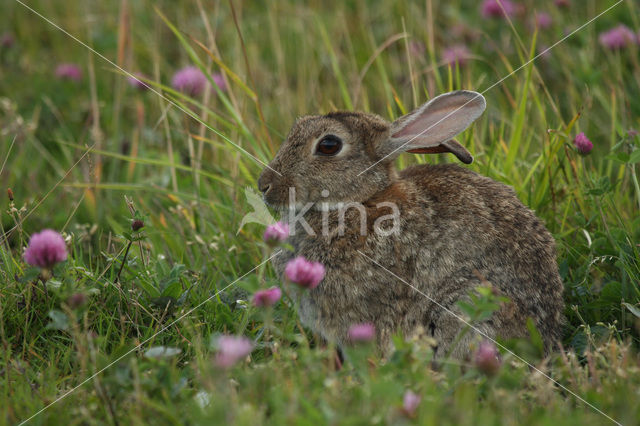 Konijn (Oryctolagus cuniculus)