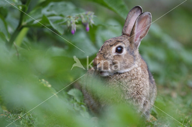 Rabbit (Oryctolagus cuniculus)