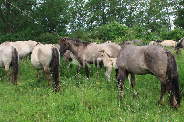 Konik horse (Equus spp)