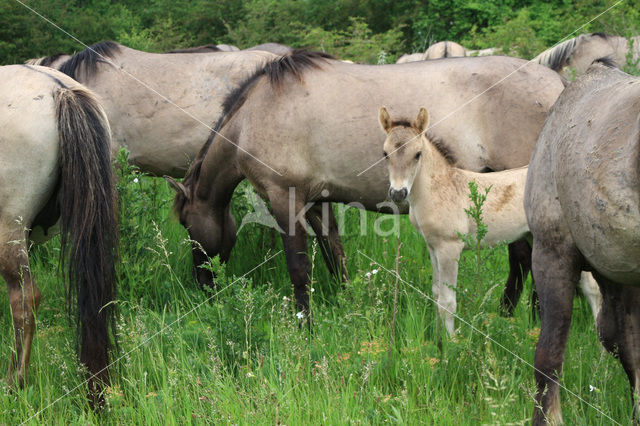 Konik horse (Equus spp)