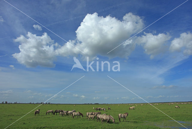 Konik horse (Equus spp)