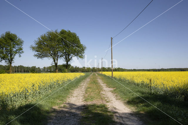 Koolzaad (Brassica napus)