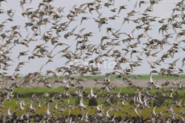 Krombekstrandloper (Calidris ferruginea)