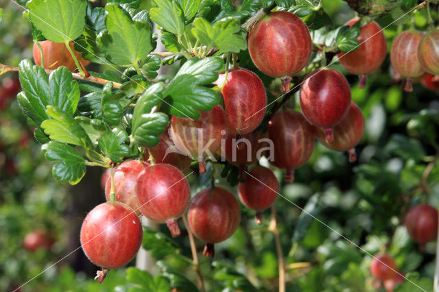 Gooseberry (Ribes uva-crispa)