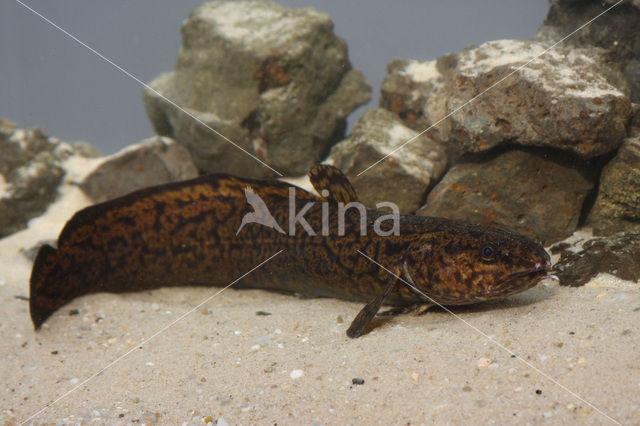 Burbot (Lota lota)