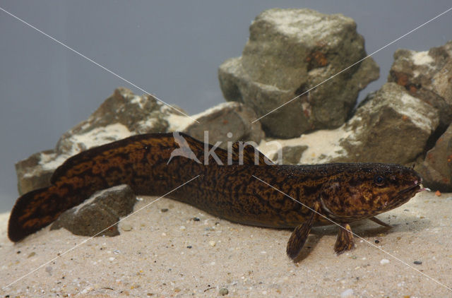 Burbot (Lota lota)