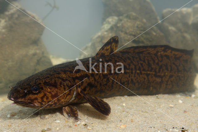 Burbot (Lota lota)