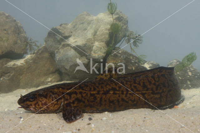 Burbot (Lota lota)