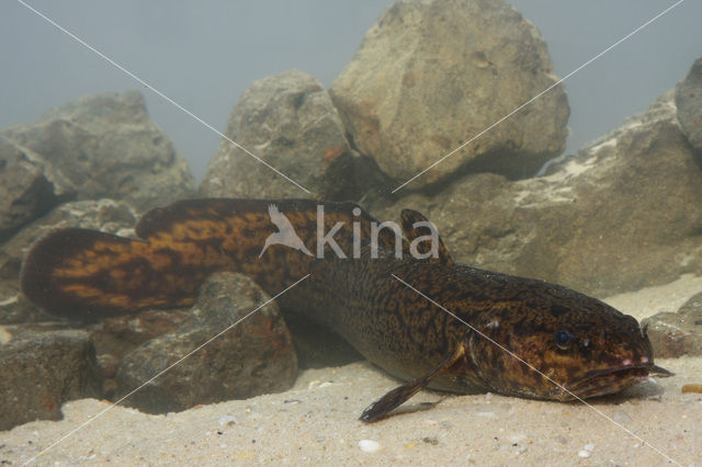 Burbot (Lota lota)