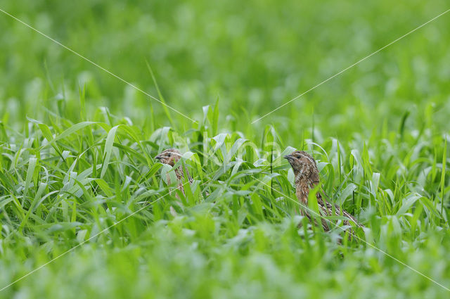 Common Quail (Coturnix coturnix)