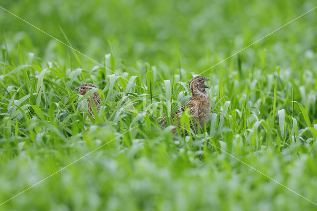 Common Quail (Coturnix coturnix)