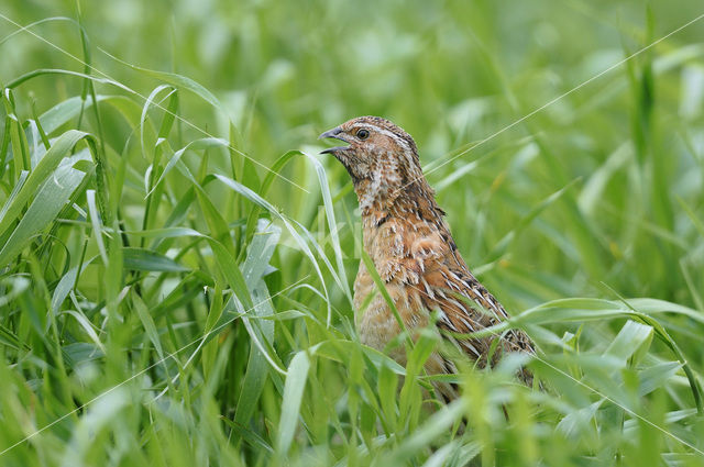 Common Quail (Coturnix coturnix)