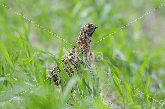 Common Quail (Coturnix coturnix)