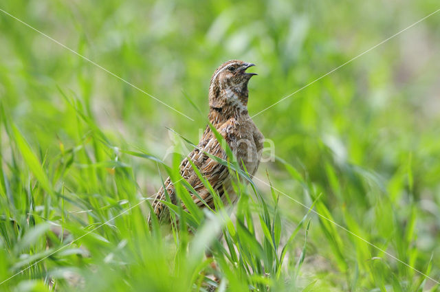 Common Quail (Coturnix coturnix)