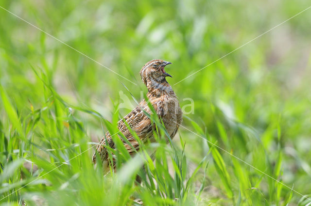 Common Quail (Coturnix coturnix)