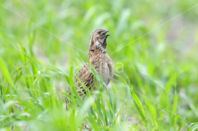 Common Quail (Coturnix coturnix)