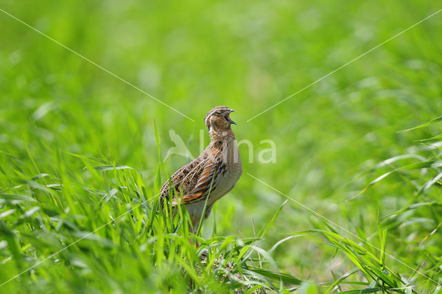 Common Quail (Coturnix coturnix)