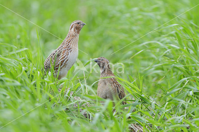 Kwartel (Coturnix coturnix)