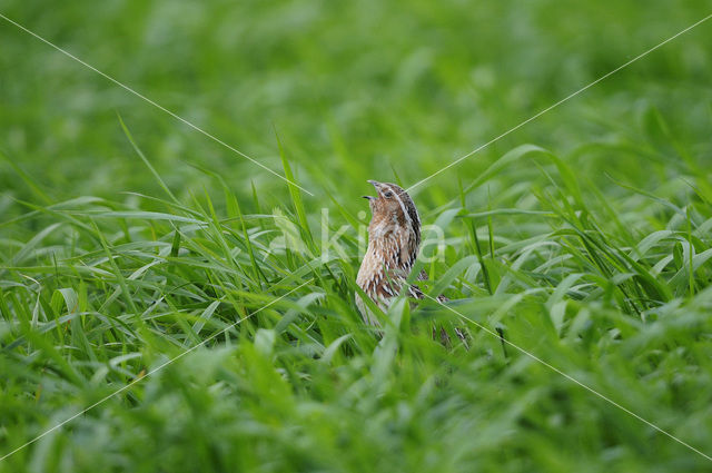 Common Quail (Coturnix coturnix)